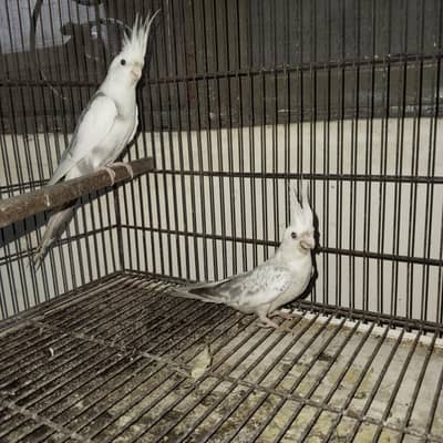 cocktail pair for sale