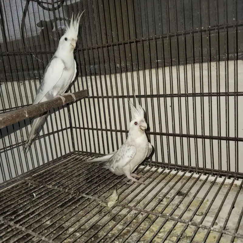 cocktail pair for sale — photo 2