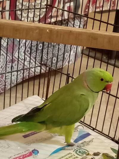 breeder male