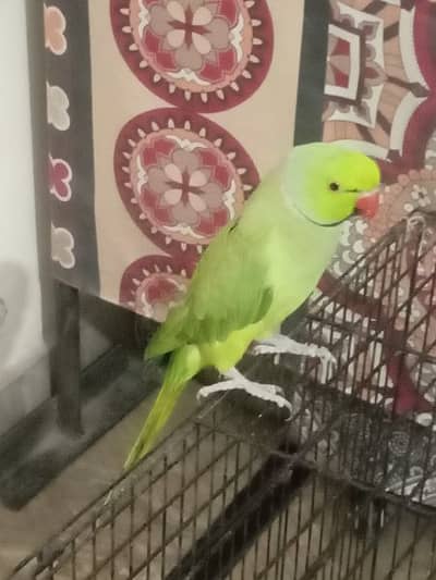 breeder male