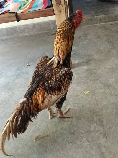 aseel sarga