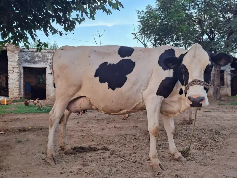 فریزین گائے بچہ دینے میں چند دن باقی۔ — photo 2
