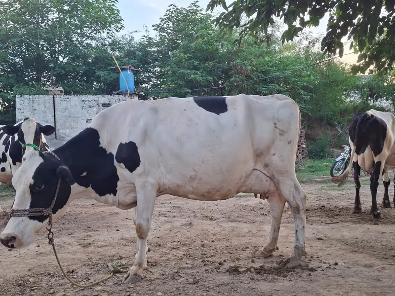 فریزین گائے بچہ دینے میں چند دن باقی۔ — photo 4