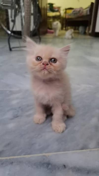 punch face pure breed 3 kitten 2 white 1 fawan colour.