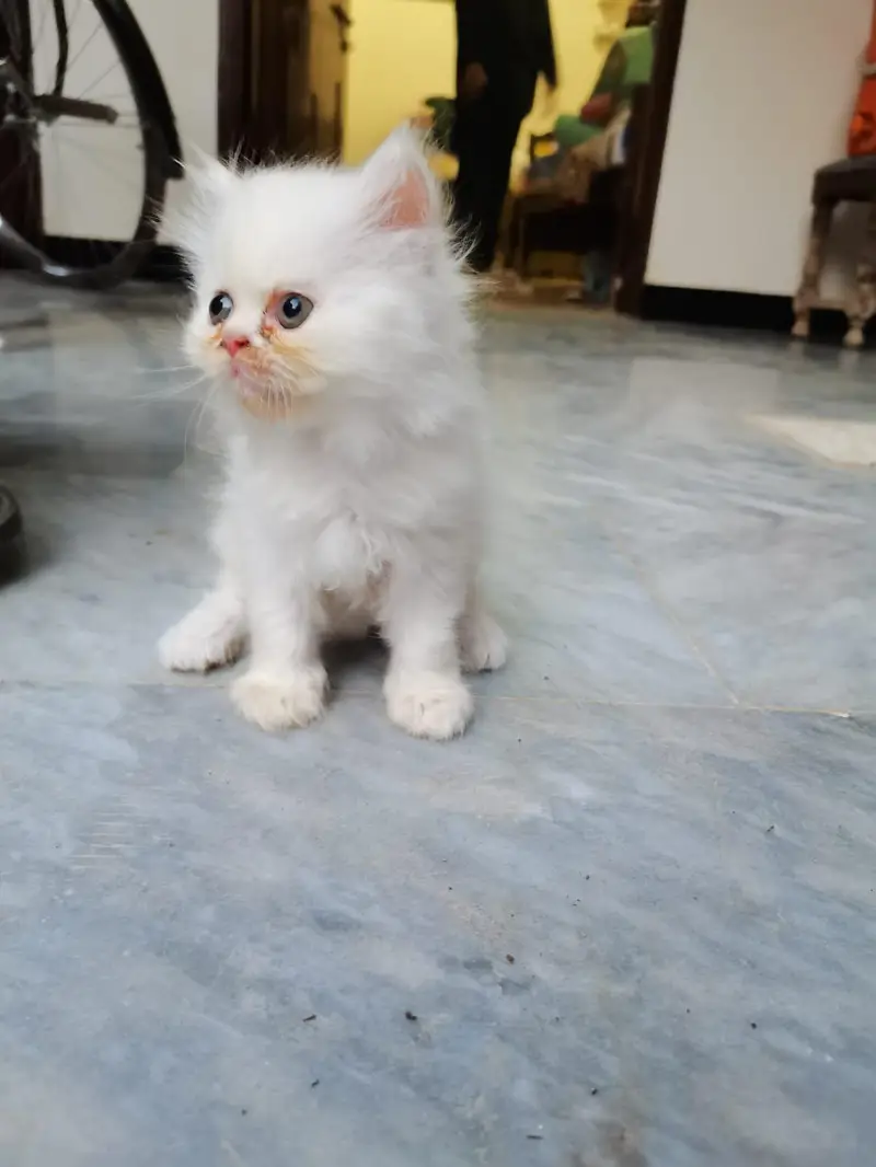 punch face pure breed 3 kitten 2 white 1 fawan colour. — photo 2