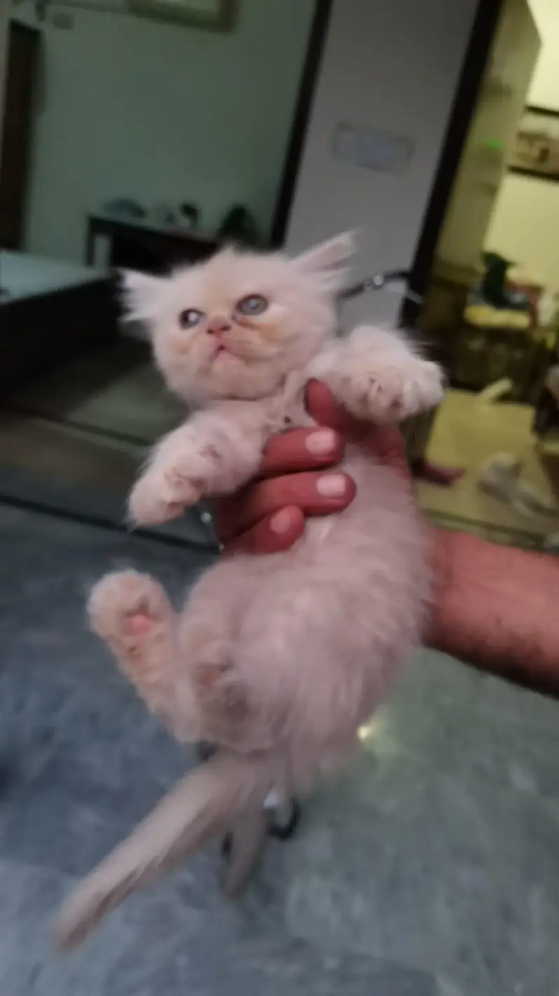 punch face pure breed 3 kitten 2 white 1 fawan colour. — photo 3