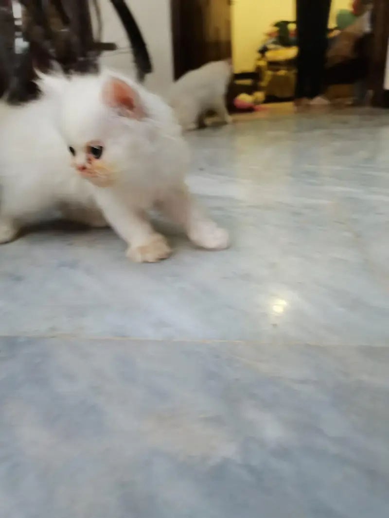 punch face pure breed 3 kitten 2 white 1 fawan colour. — photo 4