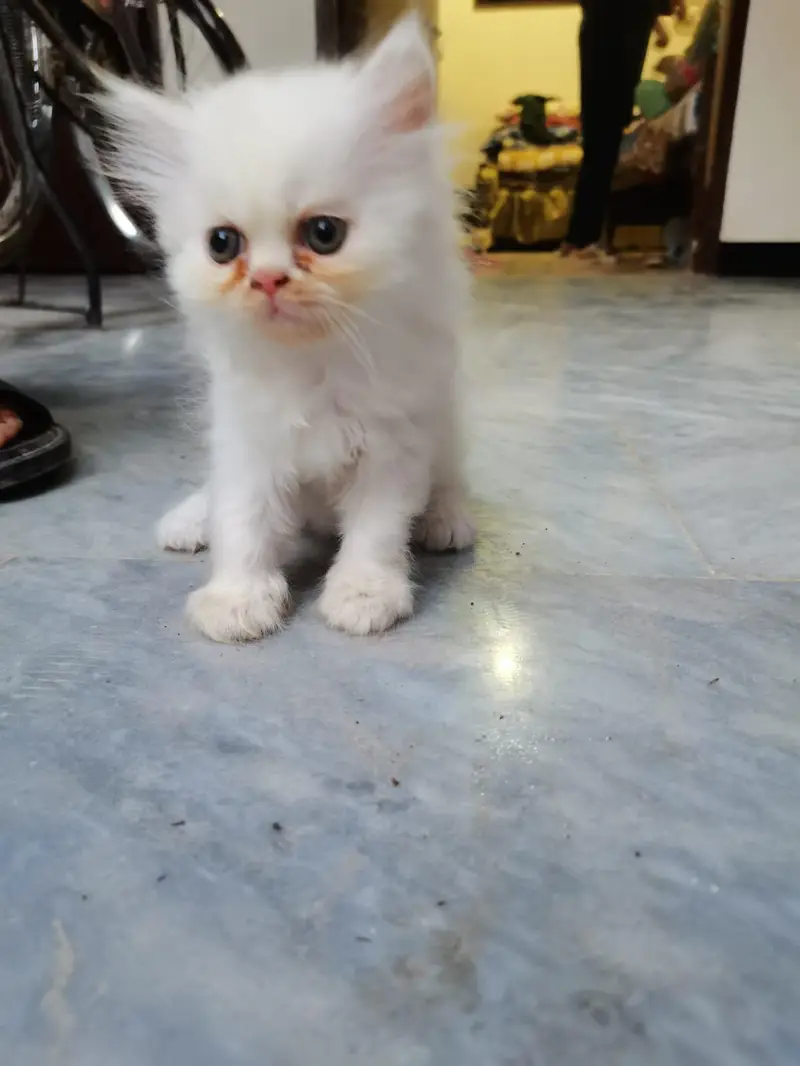 punch face pure breed 3 kitten 2 white 1 fawan colour. — photo 5