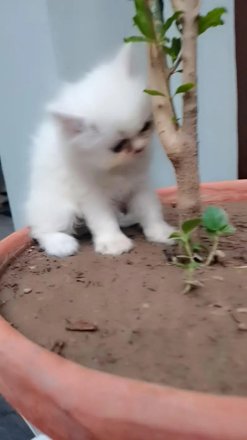 punch face pure breed 3 kitten 2 white 1 fawan colour. — photo 6