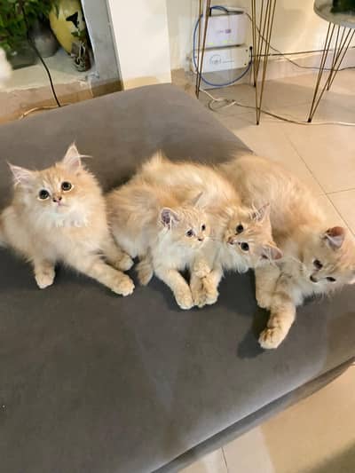 Persian double coated 2 pair