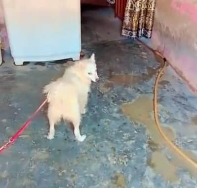 Russian dog for sale. watsap 03074975591