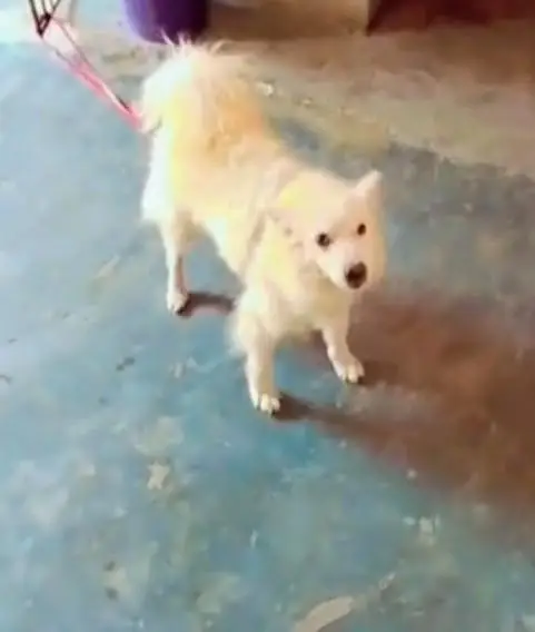 Russian dog for sale. watsap 03074975591 — photo 2