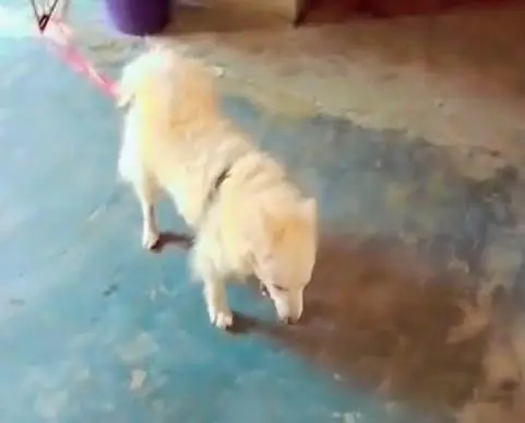 Russian dog for sale. watsap 03074975591 — photo 5