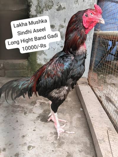 Aseel Murga Available For Sale