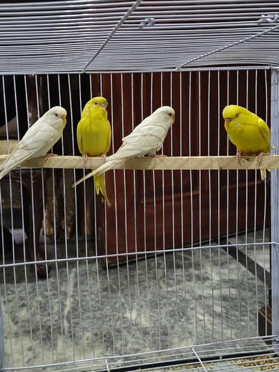 budgies red eyes pair for sale