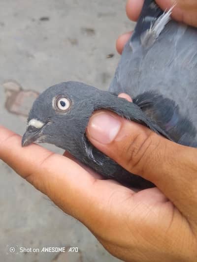 for sale location Faisalabad number 03247419417