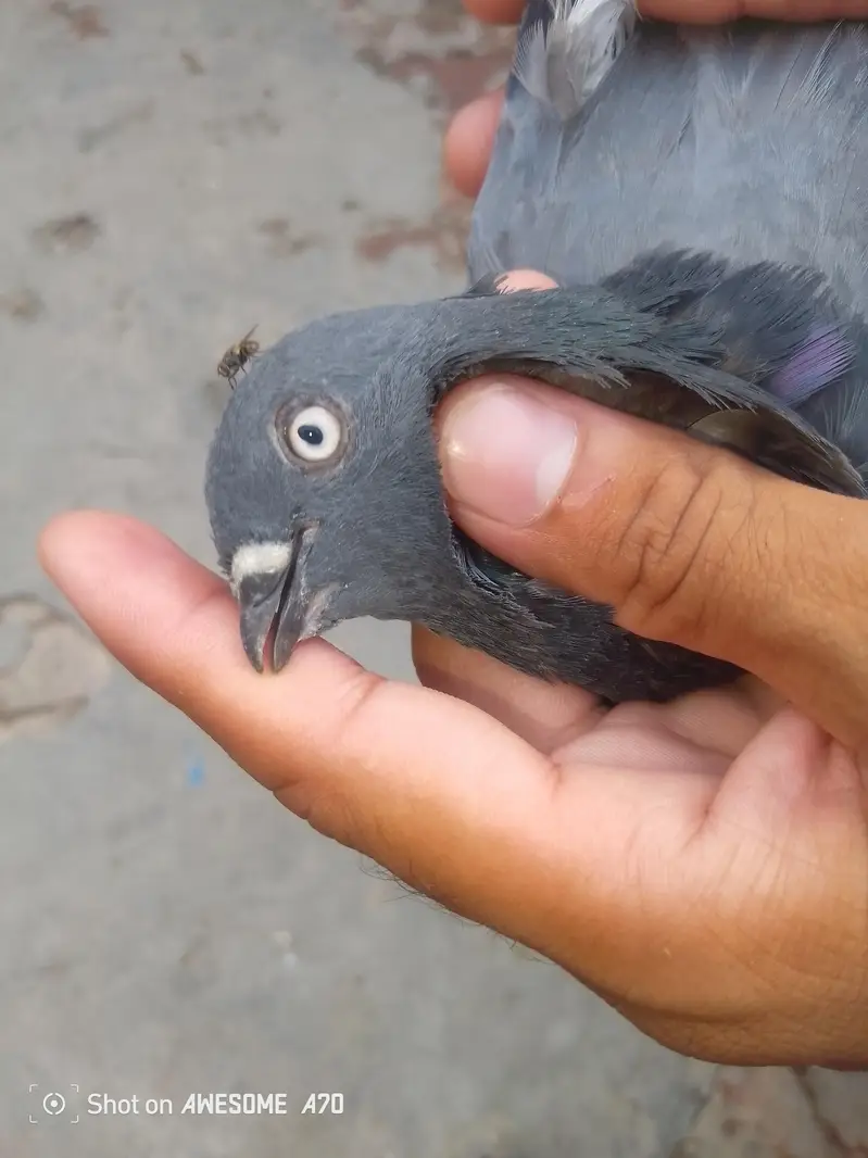 for sale location Faisalabad number 03247419417 — photo 2