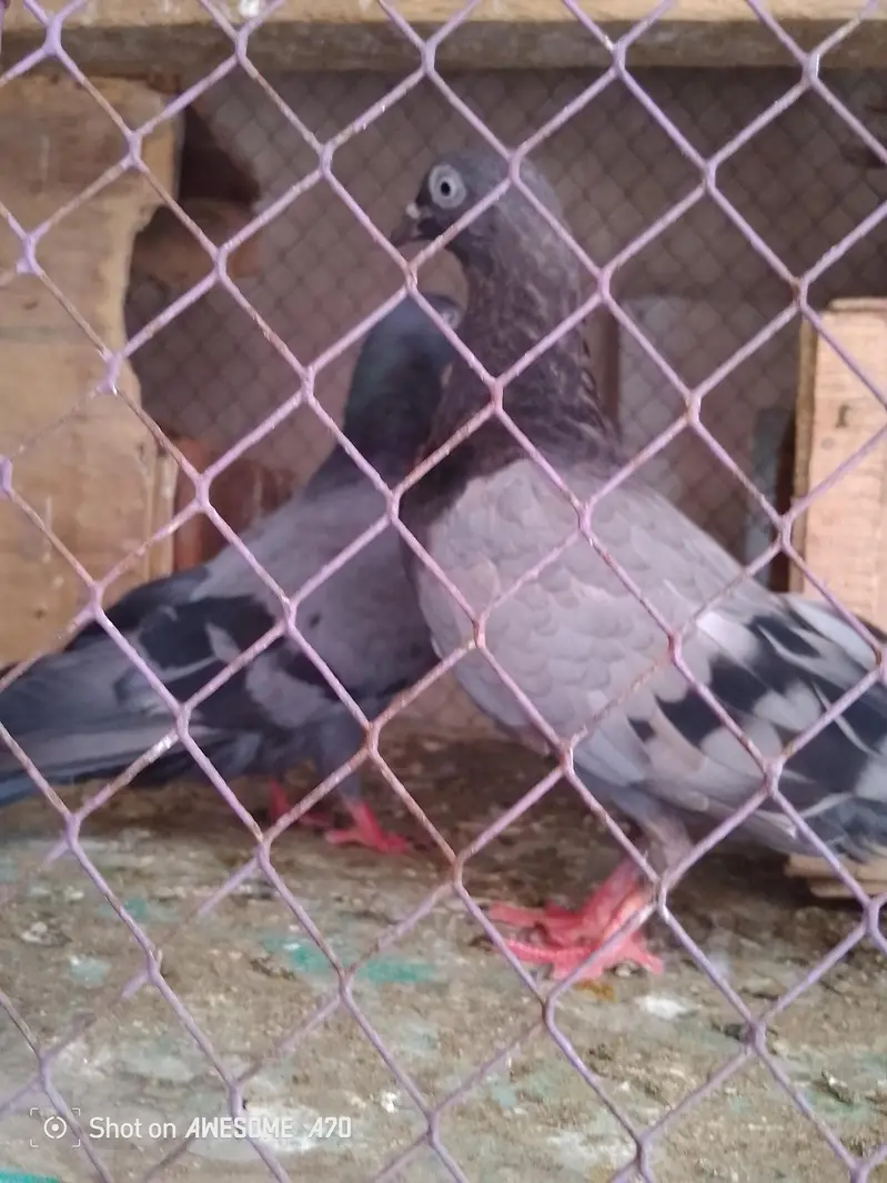 for sale location Faisalabad number 03247419417 — photo 3