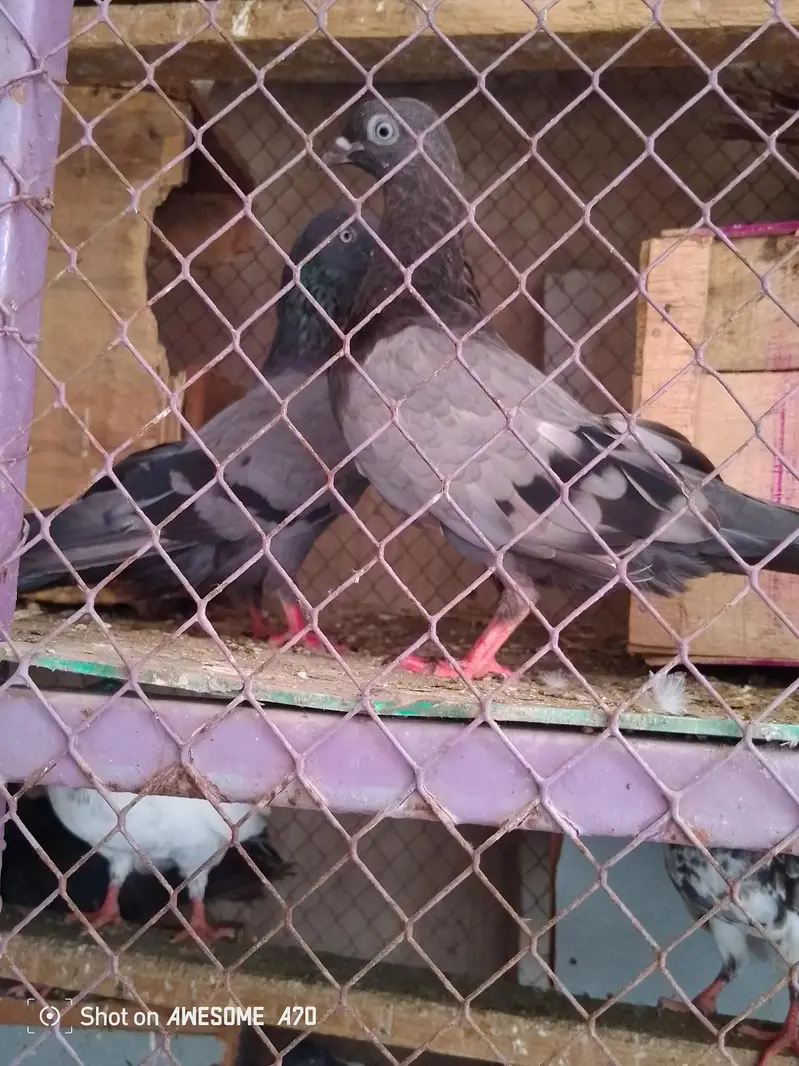 for sale location Faisalabad number 03247419417 — photo 4