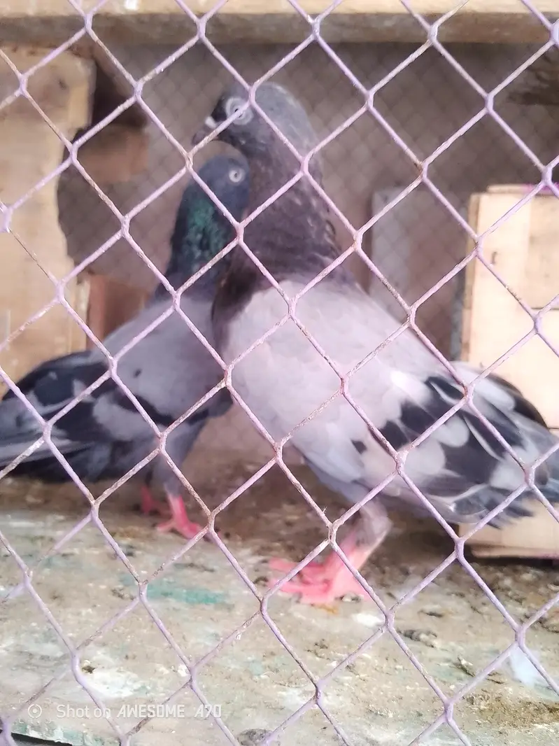 for sale location Faisalabad number 03247419417 — photo 5