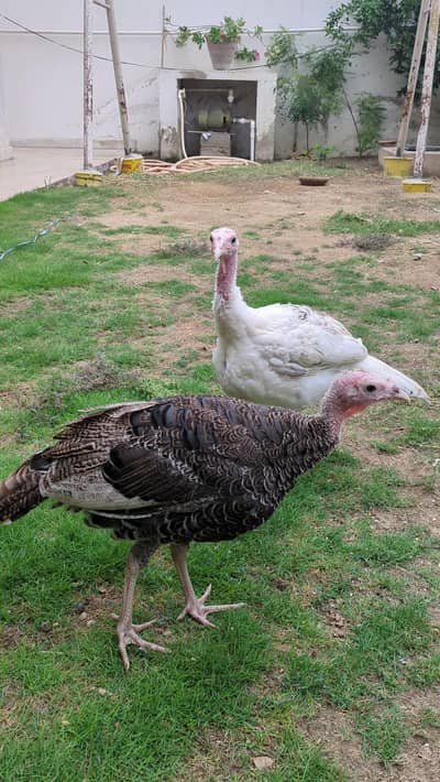 Turkey pathe