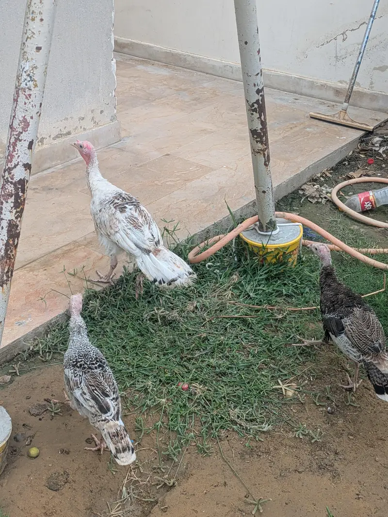 Turkey pathe — photo 2