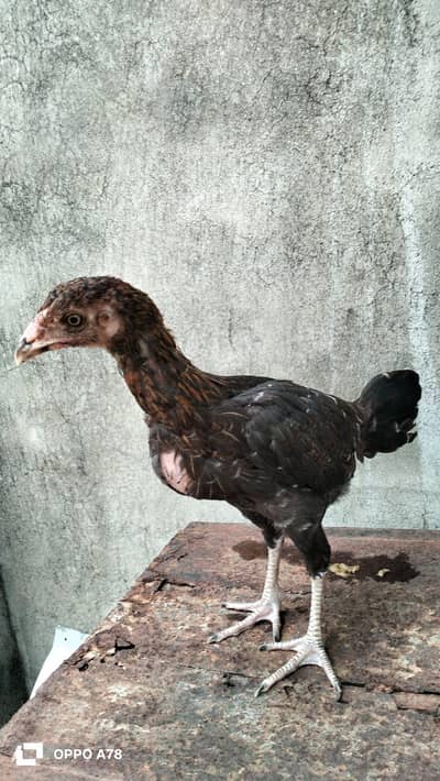 vaitnam and lakha cross high quality chicks