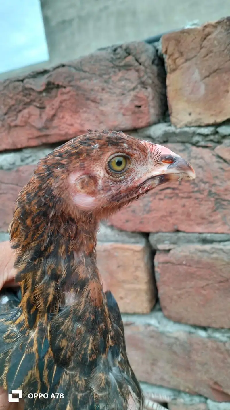 vaitnam and lakha cross high quality chicks — photo 2