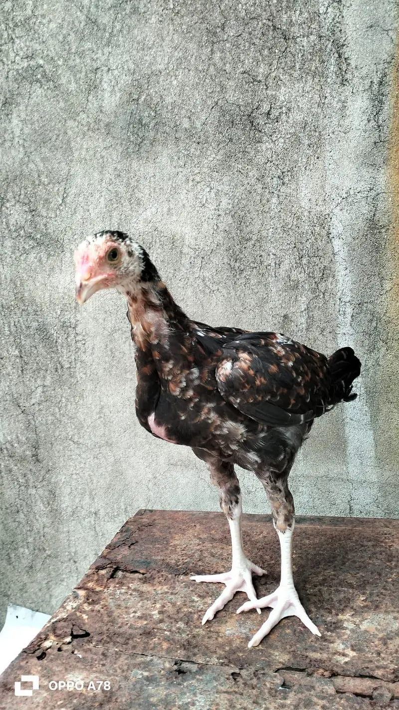 vaitnam and lakha cross high quality chicks — photo 4