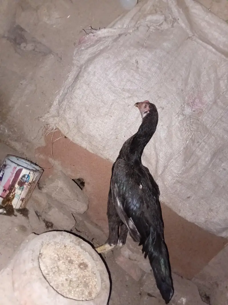 pure aseel shamo — photo 3