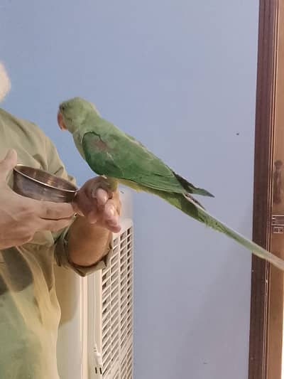 handtame Raw kashmiri parrot