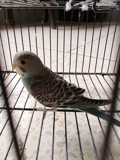 BUDGIES