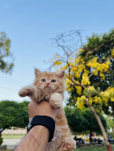 PERSIAN KITTENS