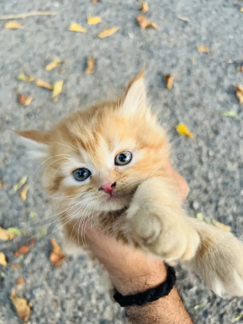 PERSIAN KITTENS — photo 2