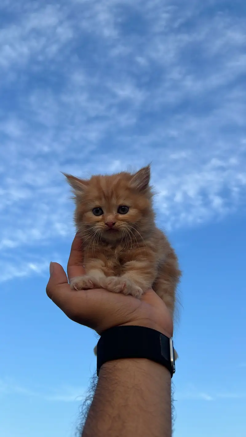 PERSIAN KITTENS — photo 3