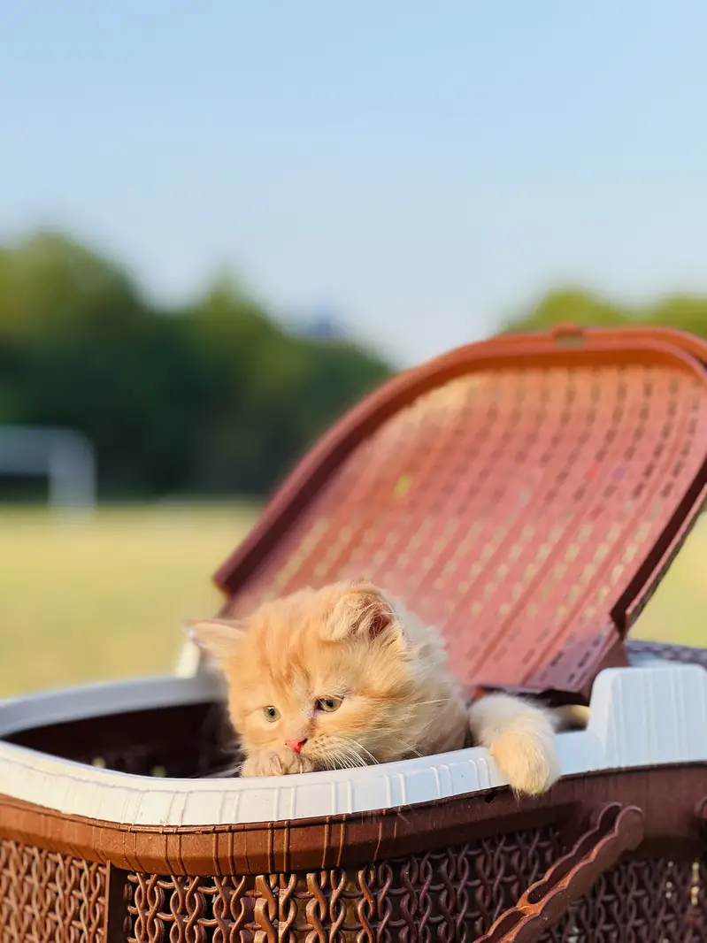 PERSIAN KITTENS — photo 4