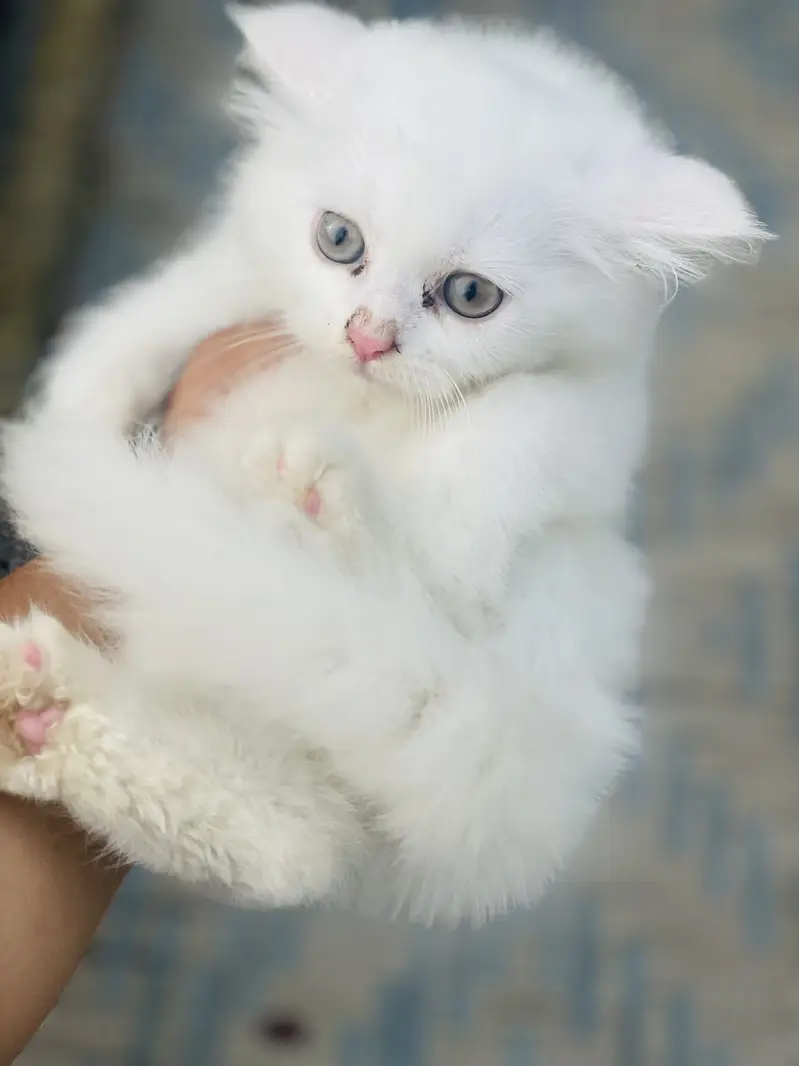 PERSIAN KITTENS — photo 5