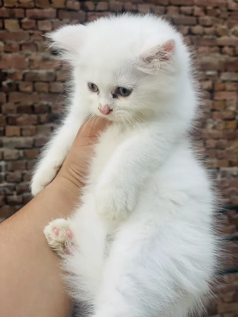 PERSIAN KITTENS — photo 6