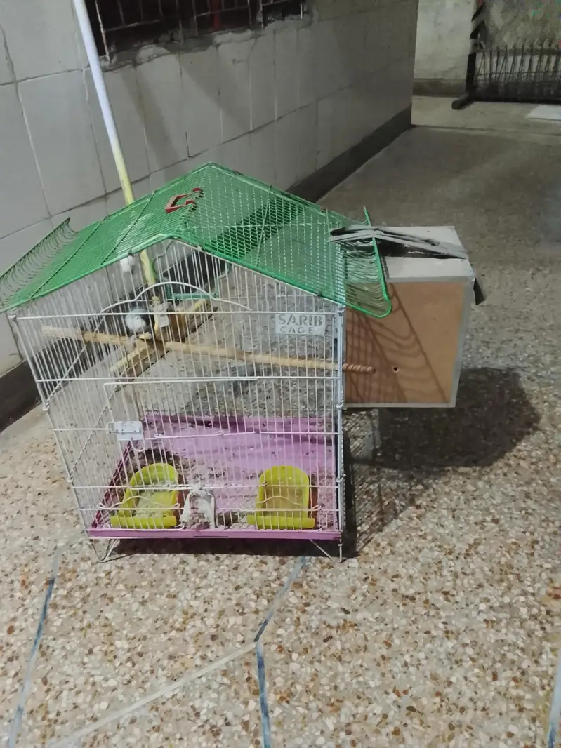 Love bird breeder with DNA card — photo 4