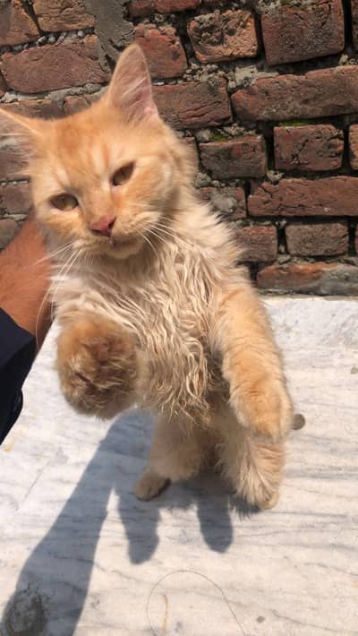 Persian cat for urgent sale going to Qatar 03327930934 paid adoption