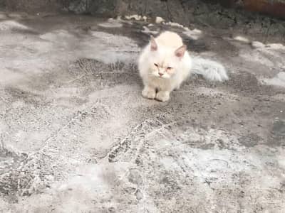 pertion cat
