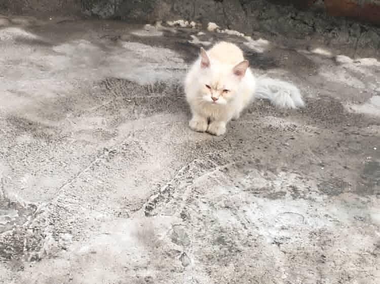 pertion cat 0