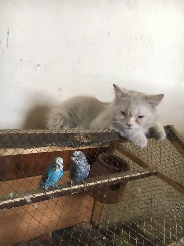 pertion cat — photo 2