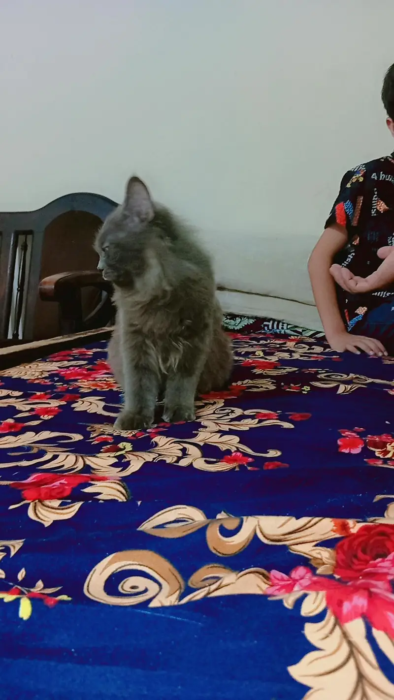 2 cats 3cod female — photo 2