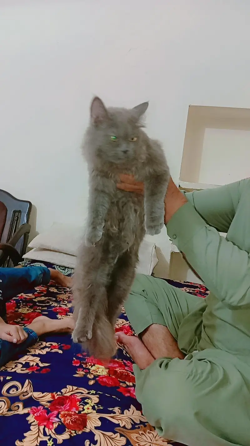 2 cats 3cod female — photo 3