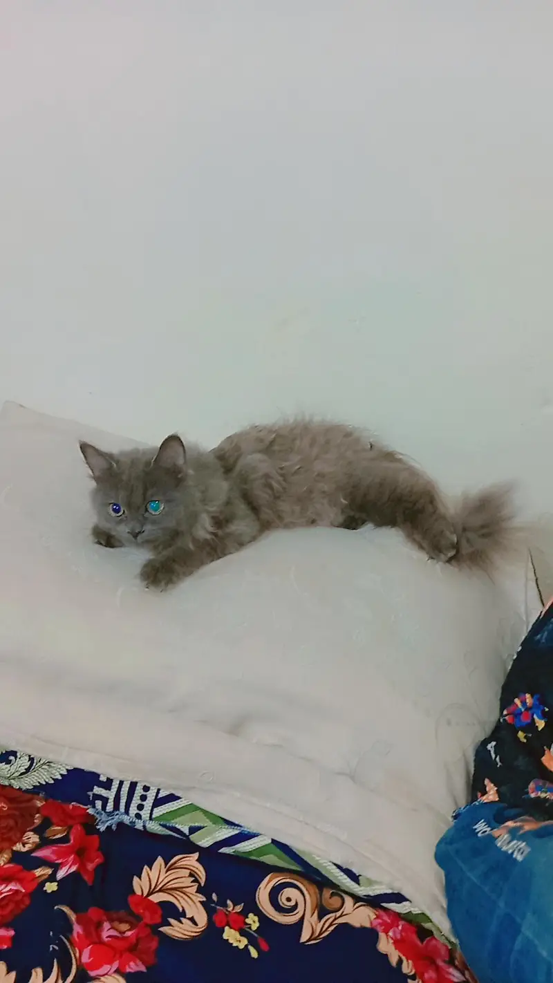 2 cats 3cod female — photo 4