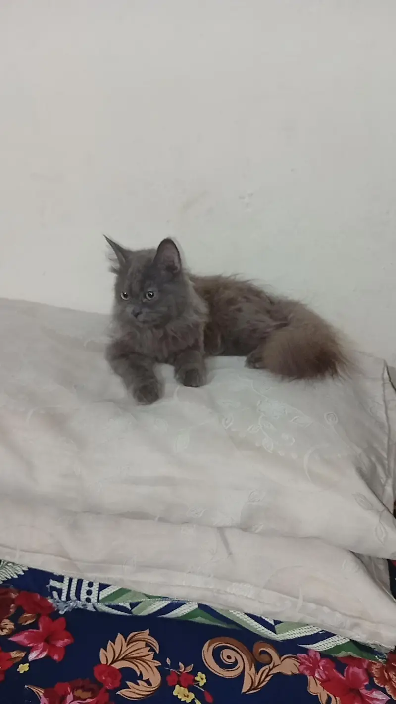 2 cats 3cod female — photo 6