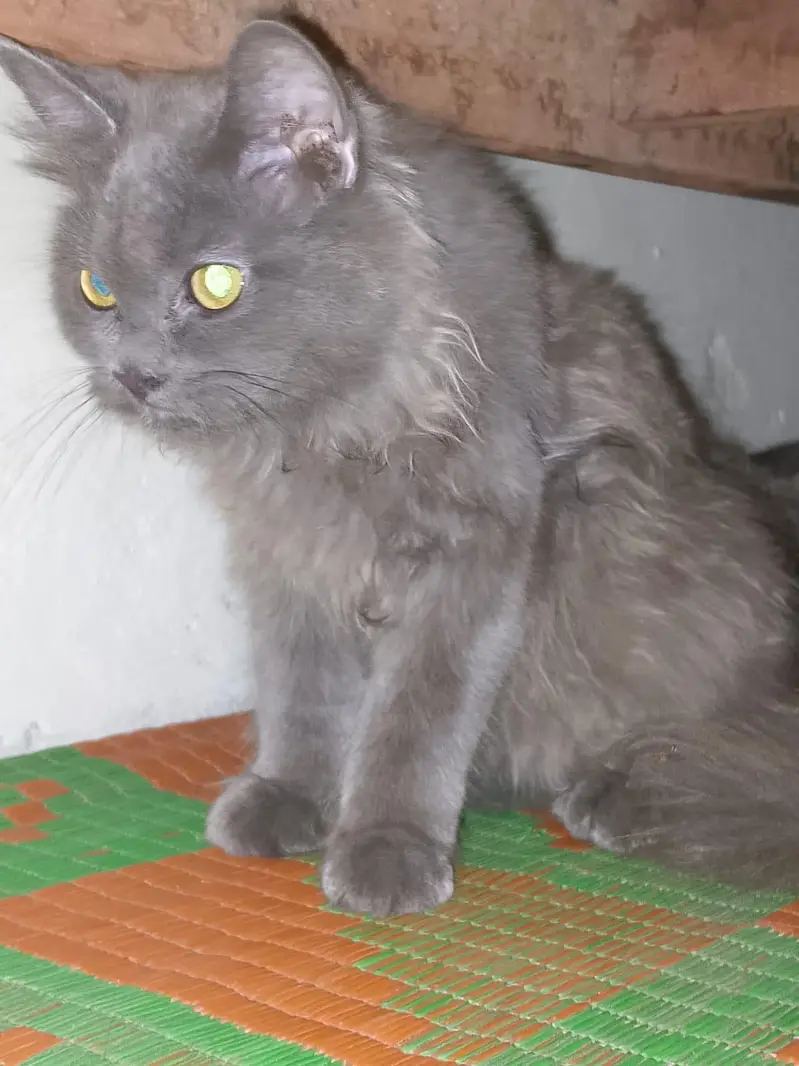 2 cats 3cod female — photo 7