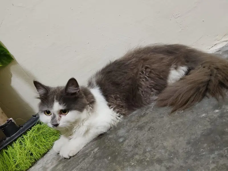 2 cats 3cod female — photo 8