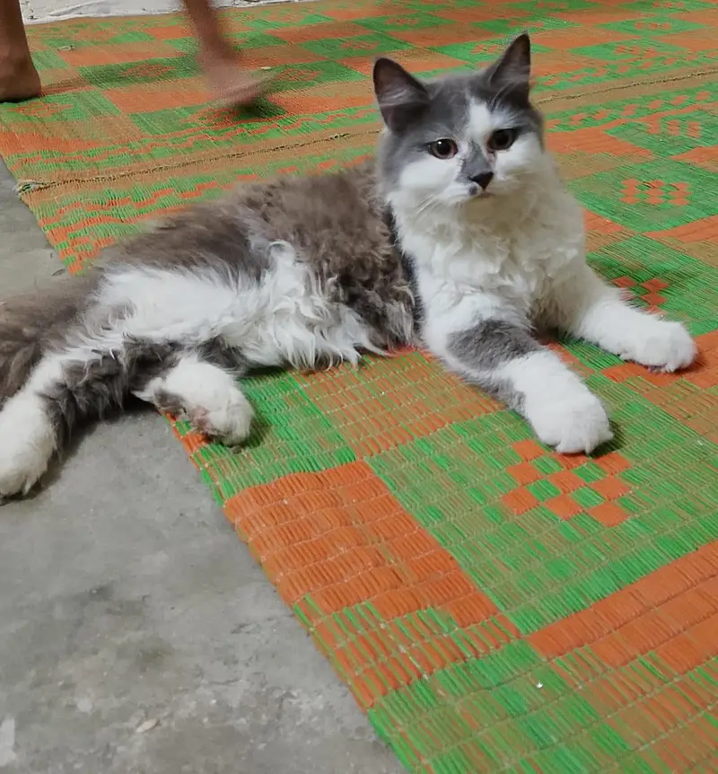 2 cats 3cod female — photo 9